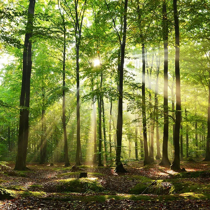 

10x10FT Beautiful Autumn Forest Poland Sunshine Green TreesCustom Photo Backdrops Studio Backgrounds Vinyl 300cm x 300cm