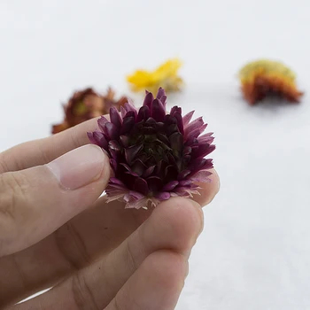 

12pcs Sales Promotion Natural Colorful Chrysanthemum Dried Flower heads wedding flower centerpieces Dry flower Preserved Flower