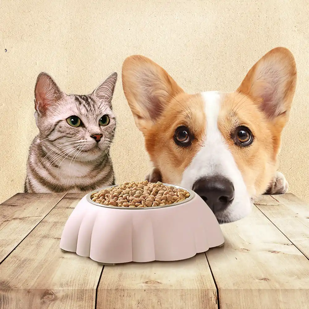 chic dog bowls