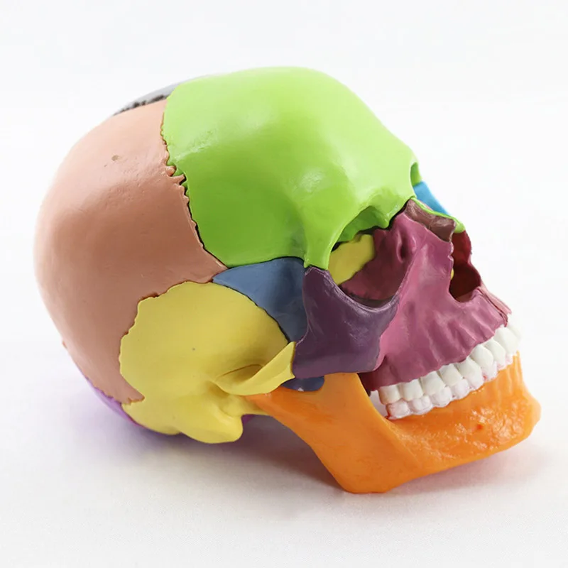 

1:2 Size Disassembled Colorful Human Skull Model Anatomical Anatomy Medical Teaching Skeleton Head Studying Teaching Supplies
