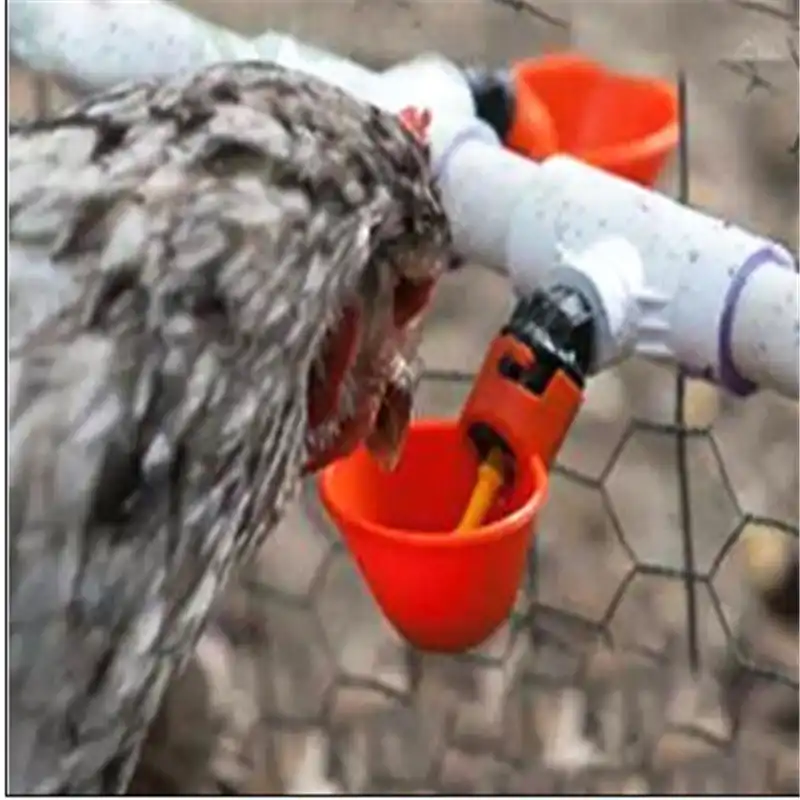 Poultry Automatic Water Drinking Cup Tube Plastic Drinker Chicken
