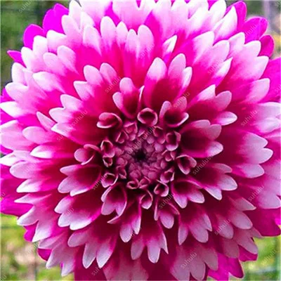 100 шт Смешанные цвета радуги Георгин бонсай китайский комнатный Бонсай цветочных растений 24 цвета на выбор для домашнего сада - Цвет: 11