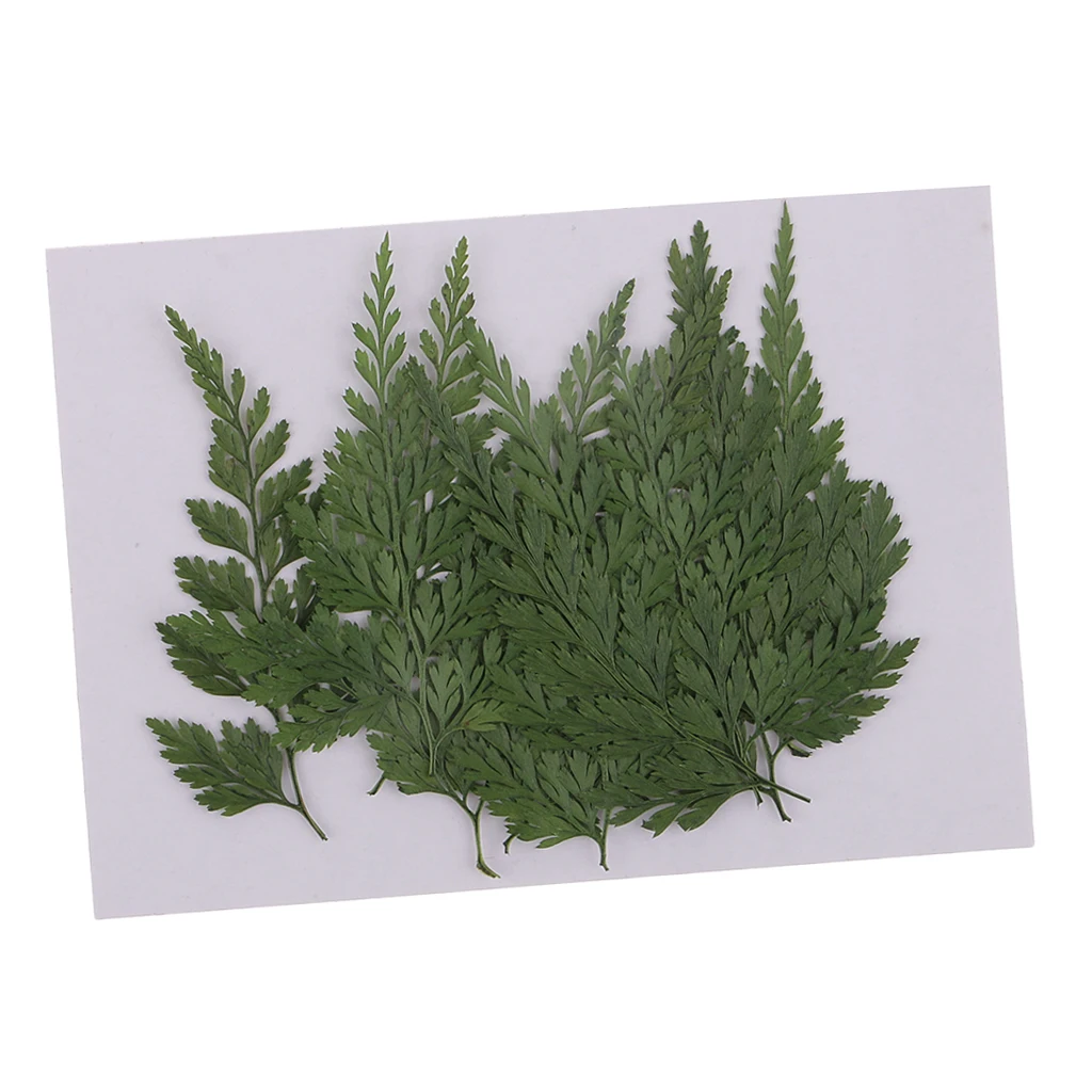 12pcs Pressed Dried Flowers Dry Fern Leaves for DIY Arts Craft Bookmark Card Natural Real Leaves for Scrapbooking Making Decor