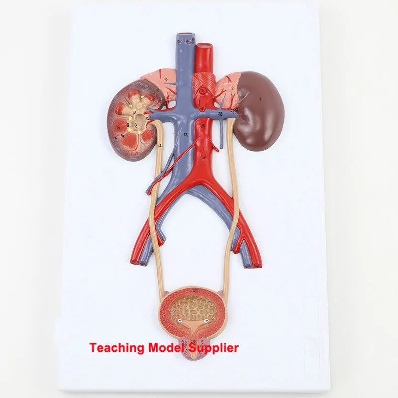 HumanAnatomyBladderCatheterizationRenalUrinarySystemModelKidney