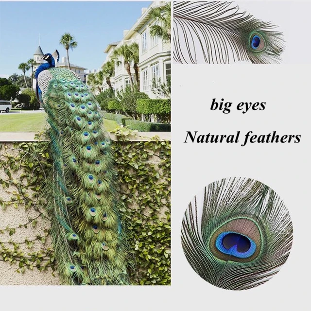 Wholesale Natural Peacock Real Peacock Feathers With Big Eyes