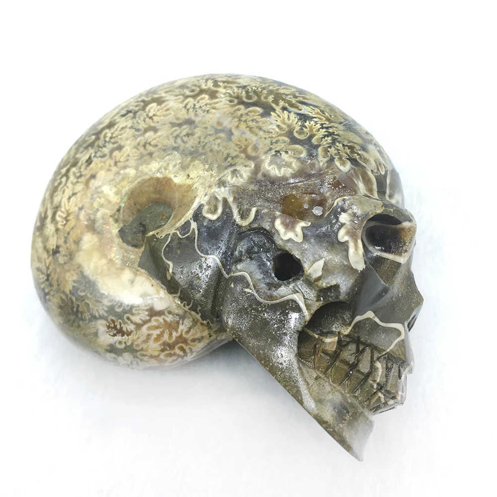 Ручной работы настоящий аммонит Fossil Статуэтка-Череп кварцевый хрустальный череп Мадагаскар образец минерала целебные хрустальные украшения для дома