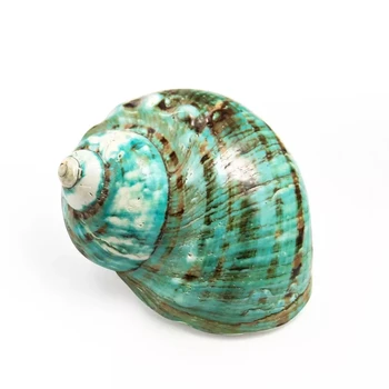 

8-12cm Natural Rare Big Conch Shell Green Turbo Nautical Home Decor Collectibles Specimen Stripe Snail Seashell Wedding Decor
