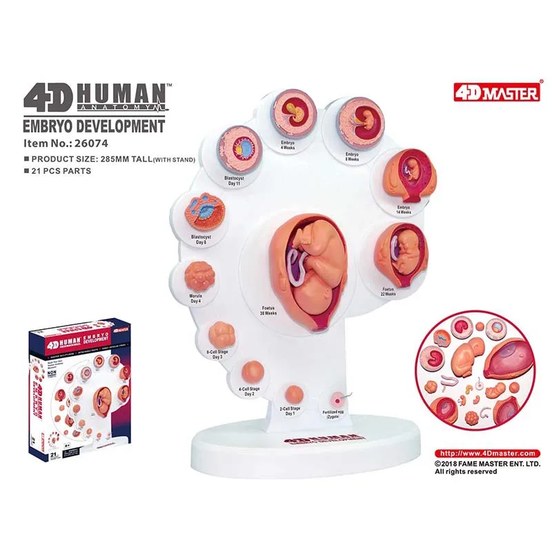 

Genuine Product 4D MASTER Educational Assembled Toys Human Fetal Growth Organ Anatomical Model Medicine Teaching