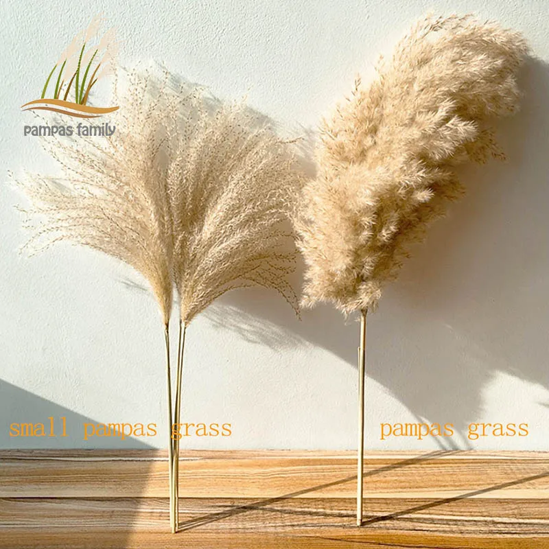 Verdadeiro Pampas Grama Decoração Natural Flores Secas Plantas De Casamento Flores  Secas Buquê De Flores Fofo Adorável Para Férias Decoração De Casa - Flores  Secas Artificiais - AliExpress