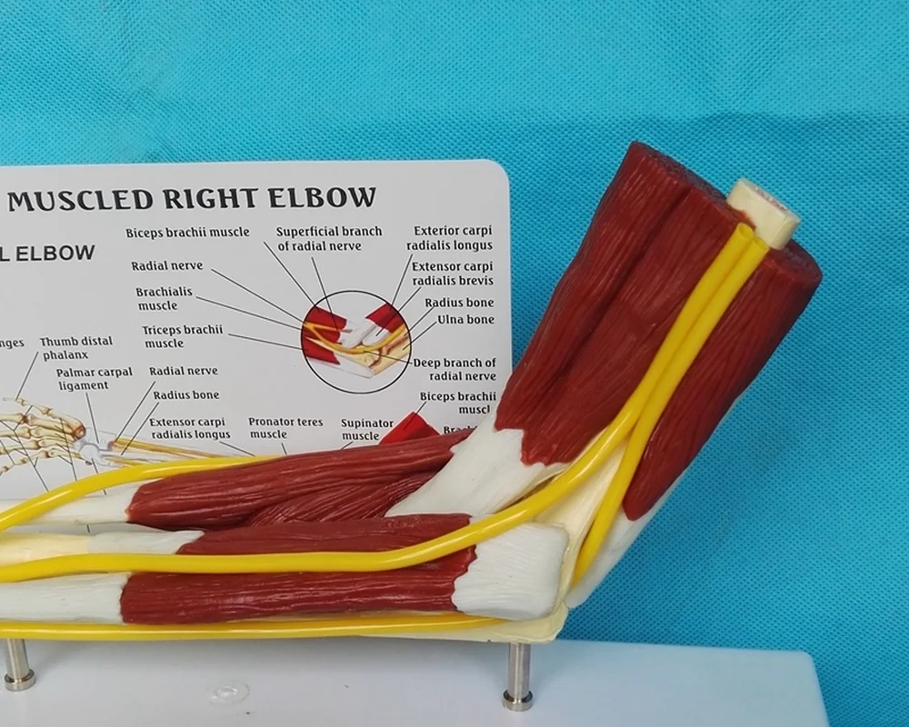1:1 Human muscle Right Elbow Adult Arm of Upper Limb Bone Arm and Hand Bone Medical Science School Teaching Supplies