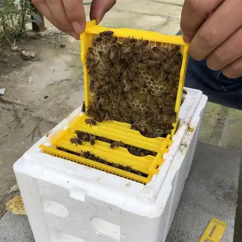 

Bee Hive Beekeeping King Box Pollination Box Foam Frames Beekeeping Tool Kit