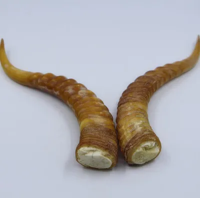 

Natural three generations domesticated wild goat horn