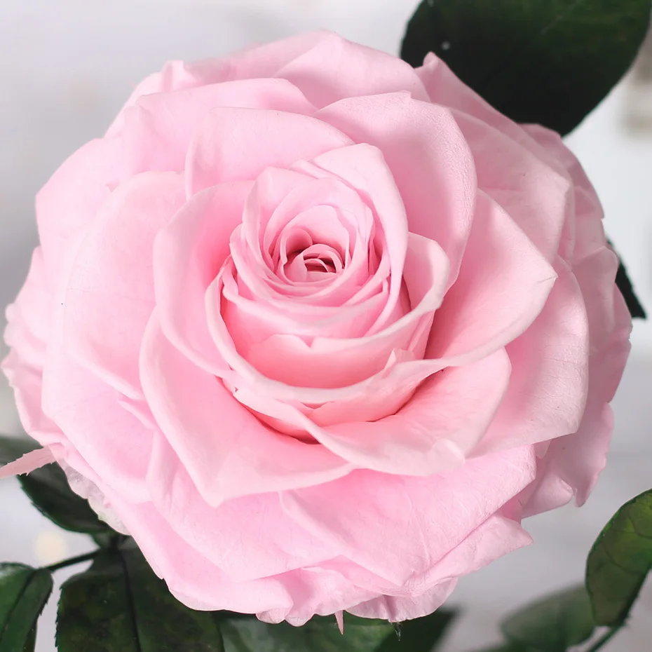 Красавица и Чудовище Forever Rose Flower консервированная бесцветная свежая роза в стеклянном куполе Свадебные украшения подарки на день Святого Валентина