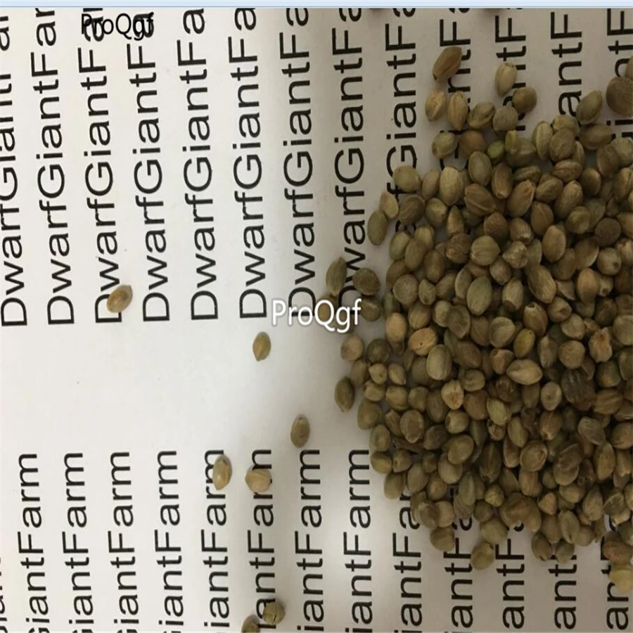 Prodgf 500Pcs A Set hemp bonsai