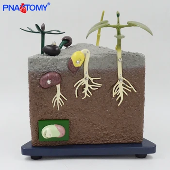 

seed generation model biological teaching tool plant school used popularization of science gift for study and demonstration