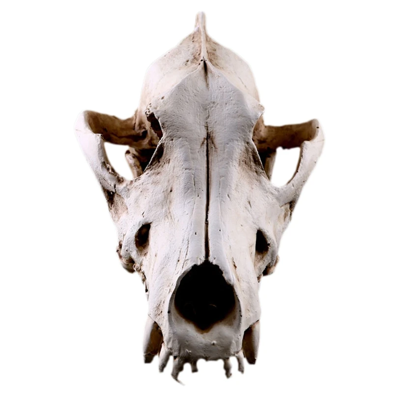 Creative Resin Jackal Skull Replica Teaching Skeleton Model Wolf Decor | Дом и сад