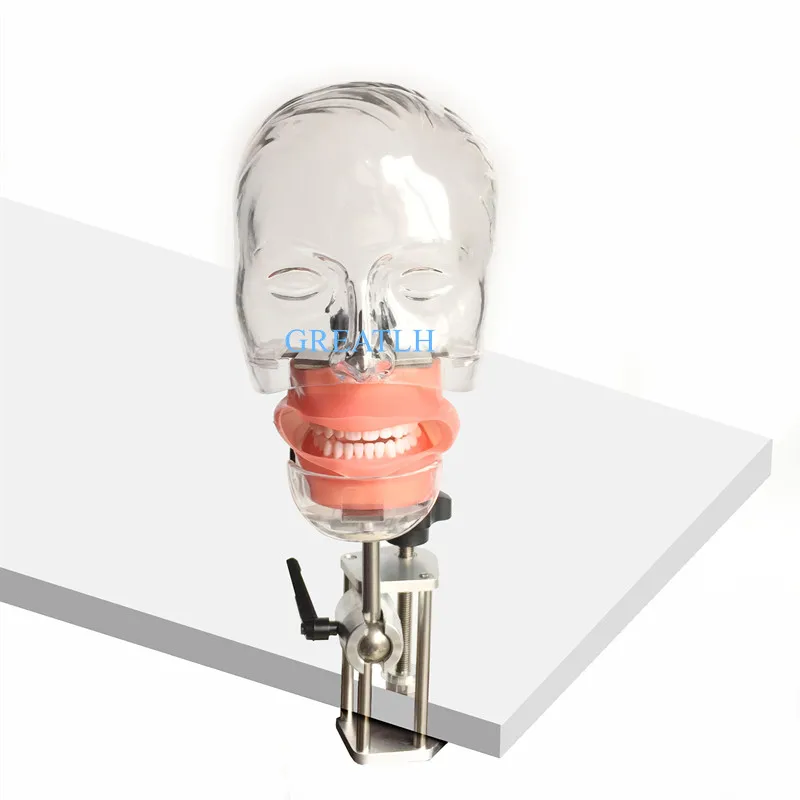 US $122.88 Dental simple Head Model Dental Nissin manikin phantom head model dentist practising teaching simulator model