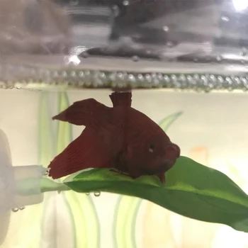 

Ornamental Plant Hide Fake Simulation Leaf Rest Spawning Betta Fish Decoration Home Hammock Aquarium Tank Vivid Play With Base