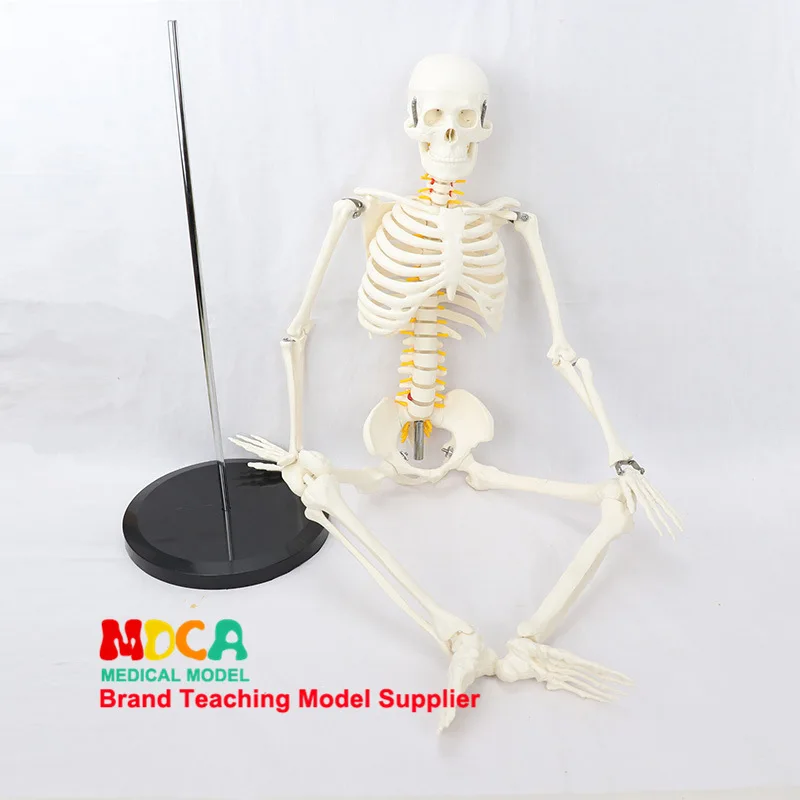 85cm Pillar Type Human Skeleton Spinal Nerve Model Medicine for Yoga Fitness Teach Learning Bone Model