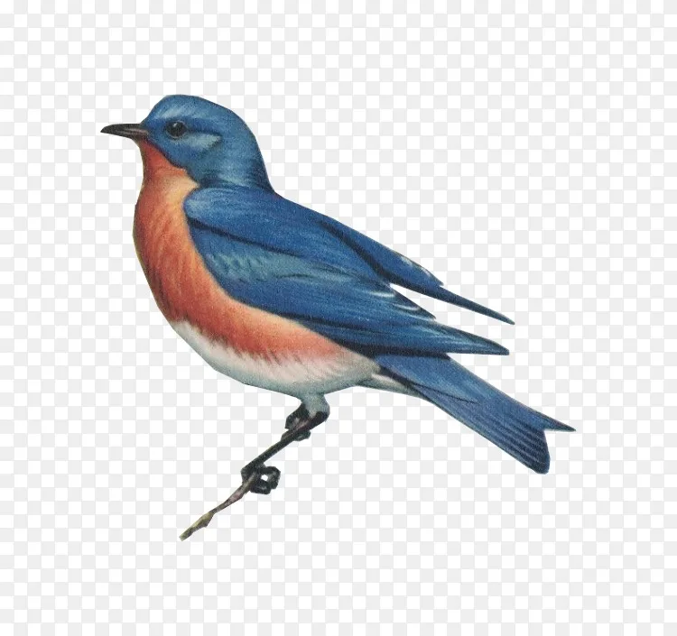 艺术作品艺术家东方蓝知更鸟 东方蓝知更鸟png图片素材免费下载 图片编号 Png素材网