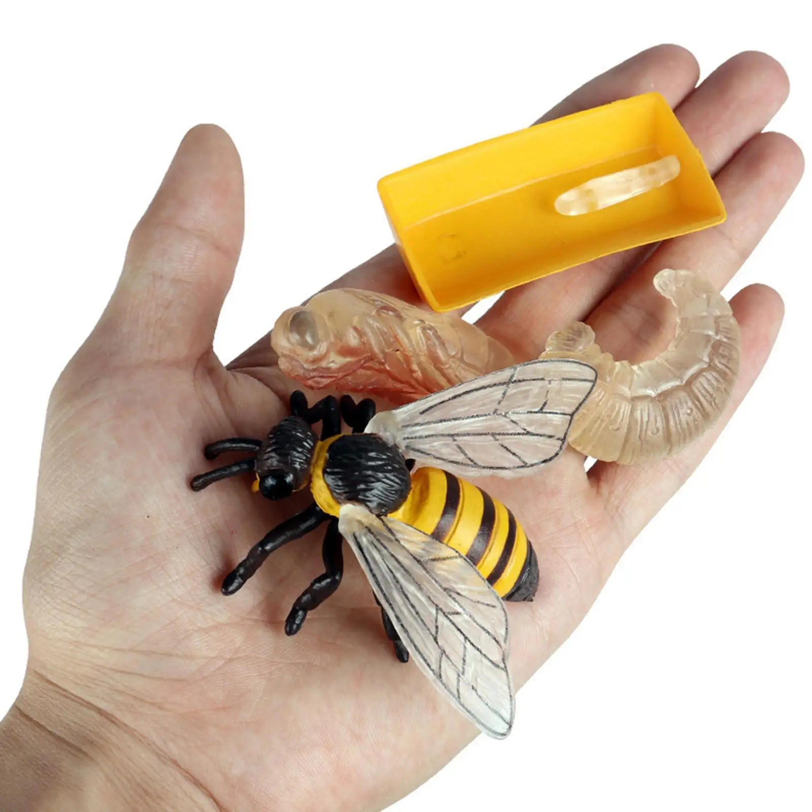 Insect Bee Life Cycle Animal Bug Growth Cycle Teaching Plastic Solid Toy