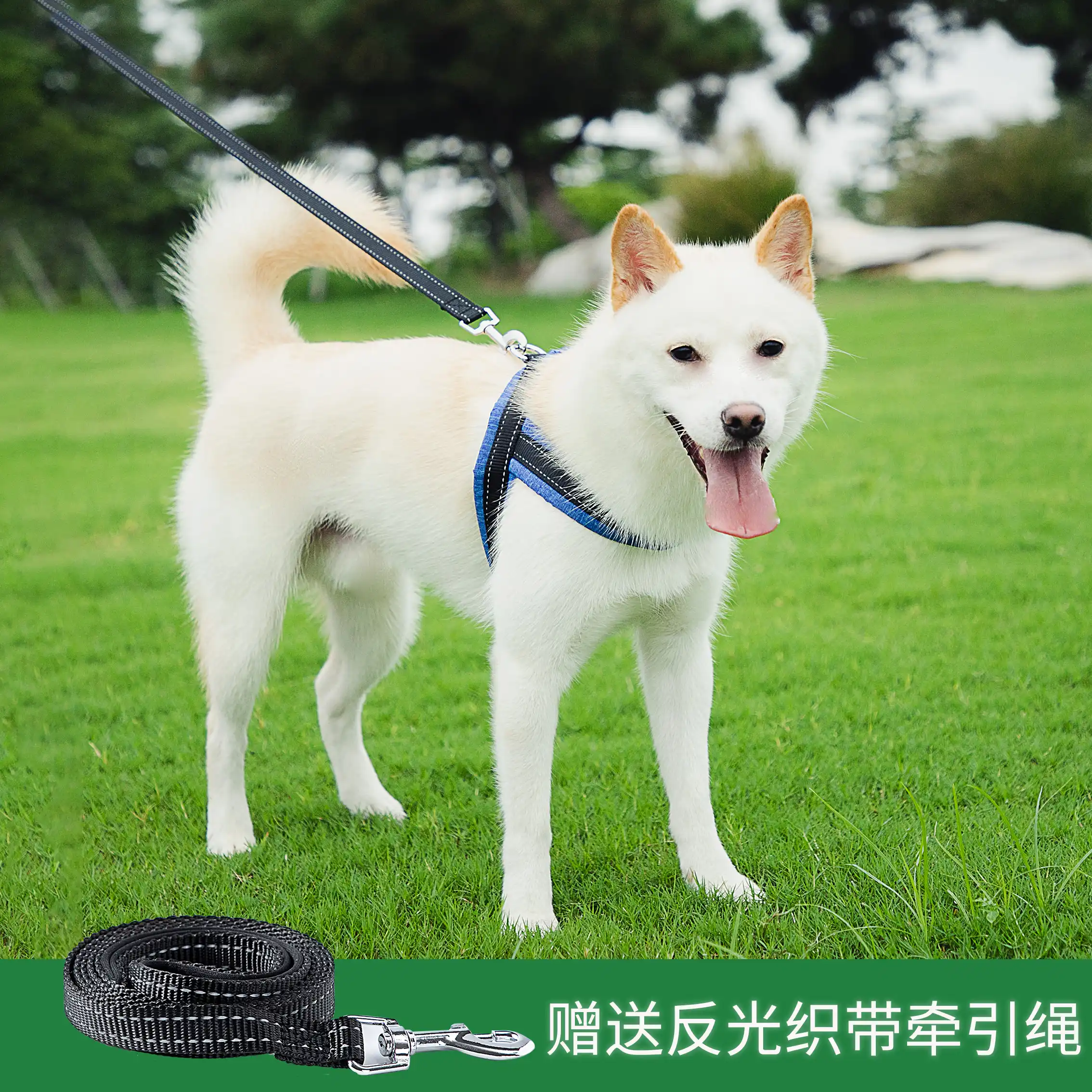 light blue dog harness