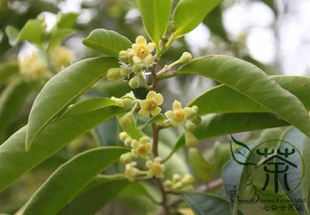 

Aquilaria-Sinensis, Pak Muk Heung Agar-wood Chen-Xiang