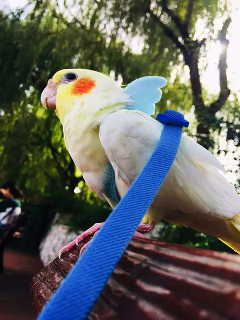 Imbracatura Per Pappagalli Con Guinzaglio - Tuta Da Volo Traspirante E Sicura - Taglia S - Con Corda Elastica 2m - Foto 8