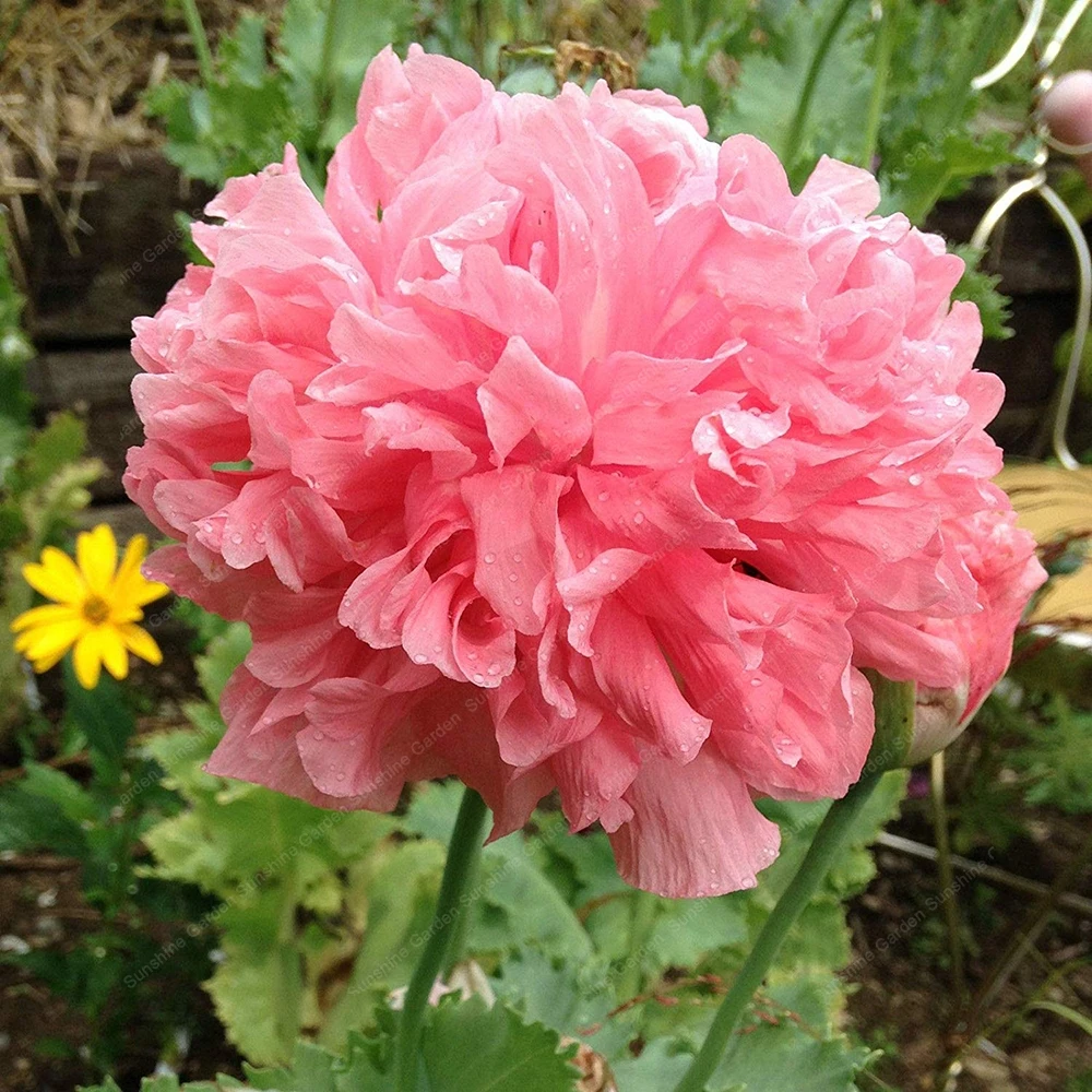 

Hot Sale! 2pcs Peony Bulbs Bombast Rose Peony Bonsai Plant Office Balcony Garden Bonsai Ornamental Home Garden Potted Flowers