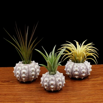 

Air Plants Sea Urchin Tabletop Tillandsia Holder Miniature Gardening Decorations