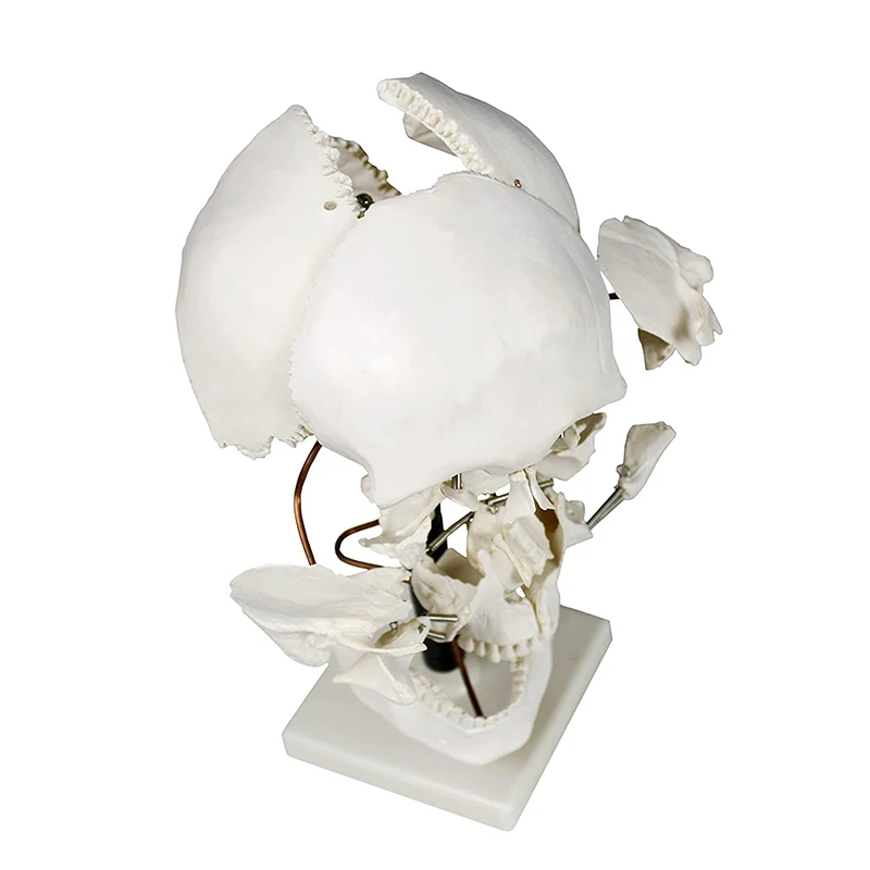 Life Size 16 Parts Human Skull Model Anatomy Model Medical Science Teaching Resources