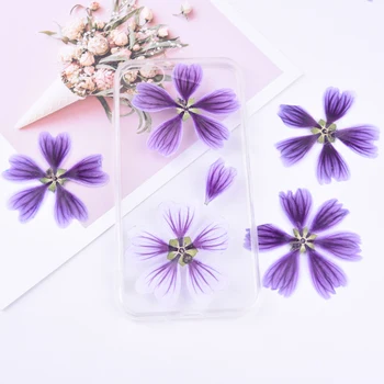 

1 bag Mallow dried flower diy hand-embossed embossed plant specimen greeting card bookmark aroma candle pressed flower