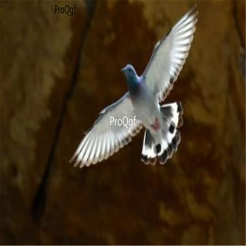 

Ngryise 3Pcs A Set Columba rupestris