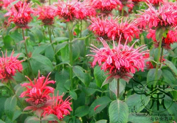 

Monarda Didyma Crimson Beebalm Scarlet Beebalm Meiguo-Bohe