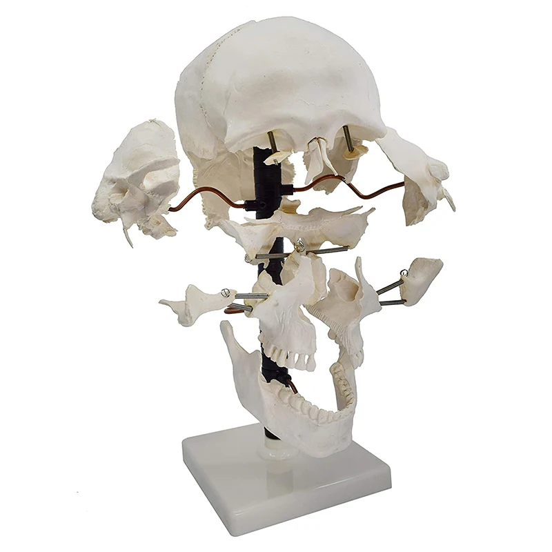 Life Size 16 Parts Human Skull Model Anatomy Model Medical Science Teaching Resources