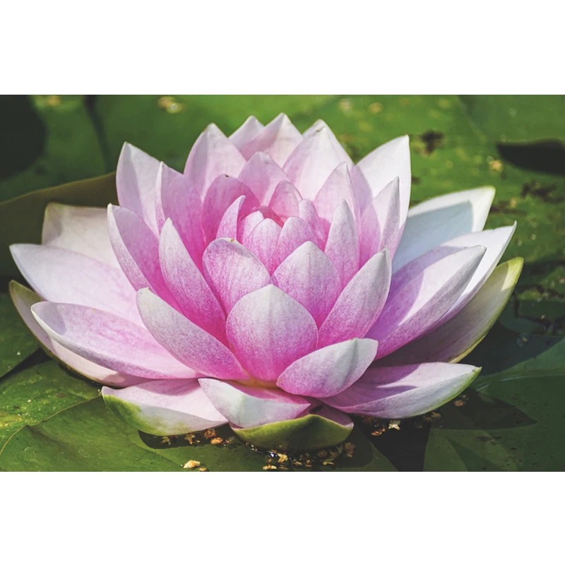 

5D Diamond Painting Rose Flowers landscape Cross Stitch 5D DIY Diamond Lotus Flower diamond Embroidery Resin Christmas gift