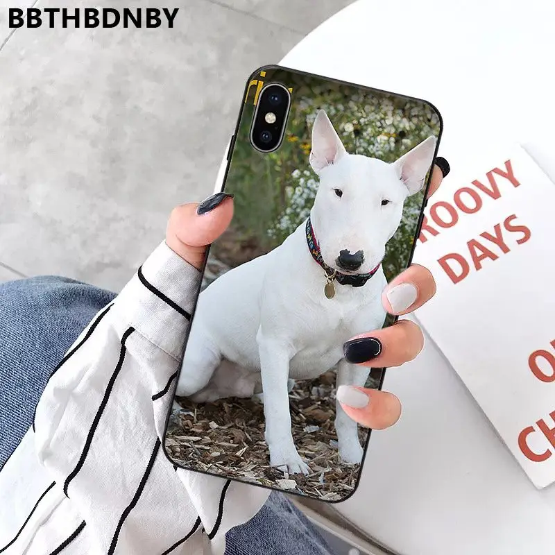 Bull Terrier Dog