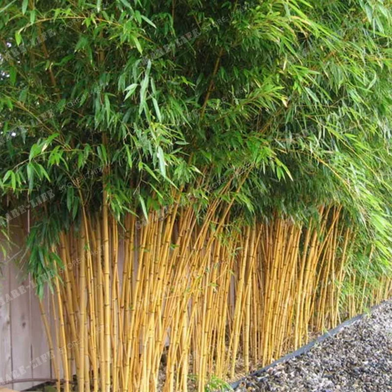 Phyllostachys Aureosulcata домашнее садовое растение бонсай садовое Дерево Бамбук Домашний Сад Бонсай завод свежий зеленый бамбук 50 шт