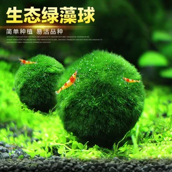 

Green Algae Ball Real Aquarium Vivid Plant Fish Tank Decoration Aquarium Landscaping Seaweed Ball Fish Tank Accessories 3-4cm