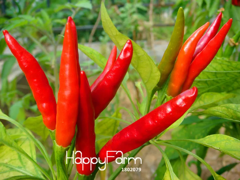 Promotion!Red Pepper Potted Garden Courtyard With a Non-transgenic Plant Organic Vegetables Pepper Bonsai 100 Pcs/Bag,#SBDHOV