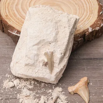 

Shark Tooth Fossil Specimens Excavation Exploration Fossil Boxed Children’s Science Teaching Materials Creative Decoration