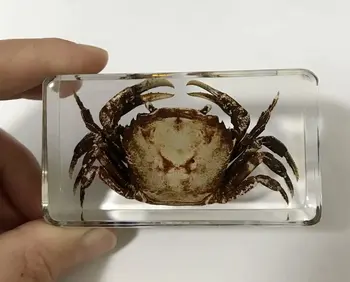 

Charming Crab Insect Taxidermy Embedding Creative paperweight