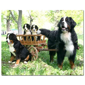 

diy diamond painting Bernese Mountain Dog diamond mosaic full embroidery cross stitch full round square drill Board Car animal,