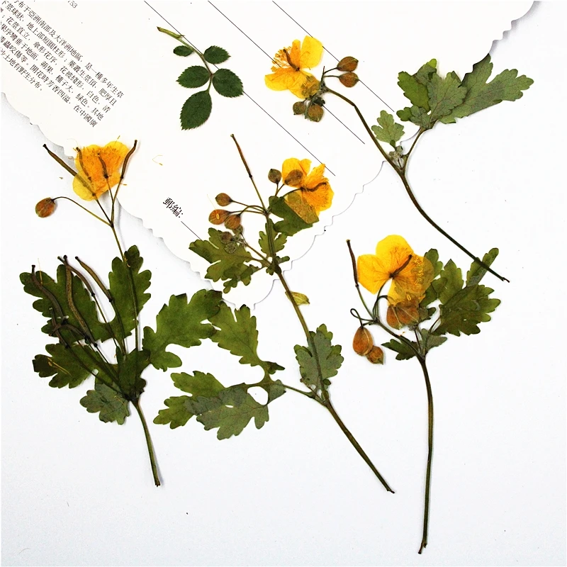 

40pcs Pressed Dried Chelidonium majus Flower Flower Plant Herbarium For Jewelry Postcard Bookmark Phone Case Invitation Card DIY