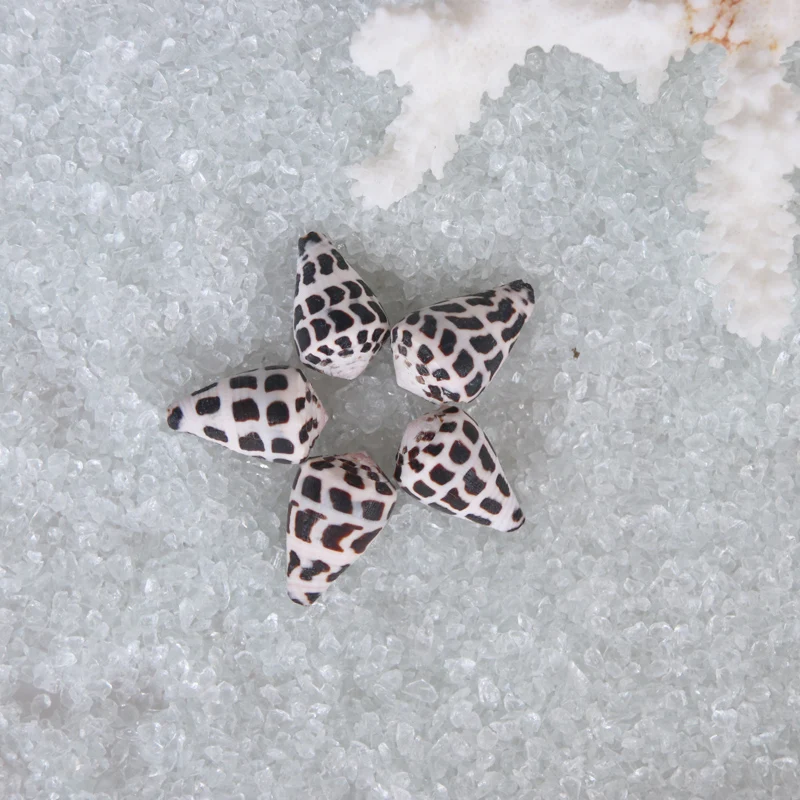 

Free Shipping(10pcs/lot)Mini Lovely Hebrew Cone Natural Shell & Conch Home Decoration Jewelry Accessories Shell Ornaments