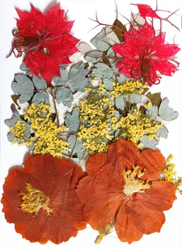 

Real Dried Natural Pressed Flowers Mixed A pack of 12pcs Variety Pack Floral & Leaves Mix Combo Assorted Preserved Dry Leaf Stem
