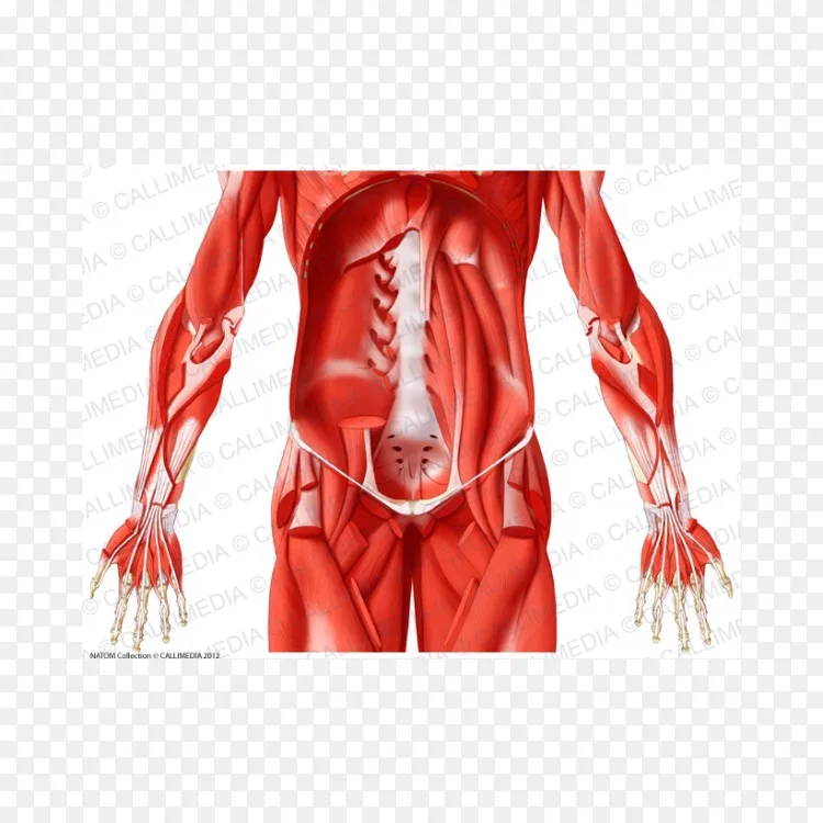 臀部肌肉图解剖肌腱解剖 腹部解剖png图片素材免费下载 图片编号 Png素材网 臀部肌肉图解剖肌腱解剖 腹部解剖png图片素材免费下载 图片编号 Png素材网