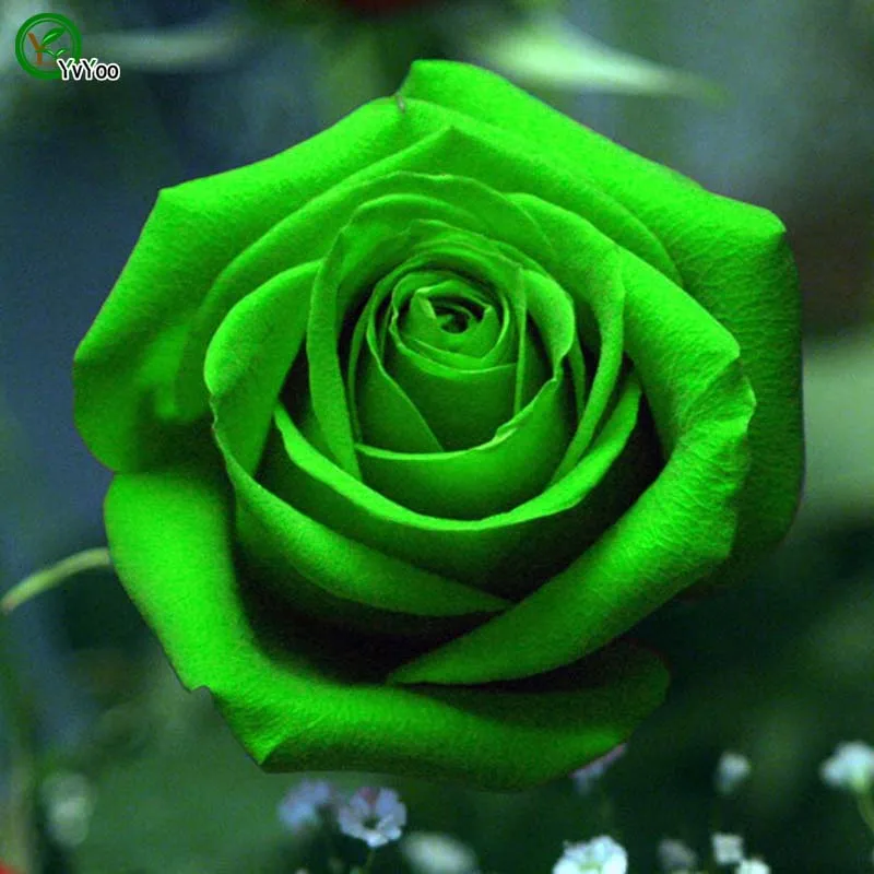 Сеялки Редкие радужные розы растения, любовник красочные домашние садовые растения Редкие радужные розы цветок бонсай, 50 Флорес - Цвет: 1