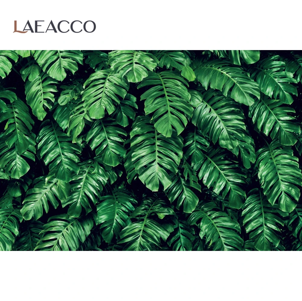 Laeacco       Ƽ ʻȭ photocall      Ʃ