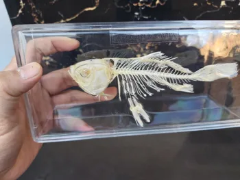 

Wired Fish skeleton Oddities fish taxidermy Resin Animal Specimen In Clear resin block skull skeleton teaching toys Active Rest